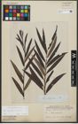 Foto von Salix purpurea L. x Salix viminalis L.